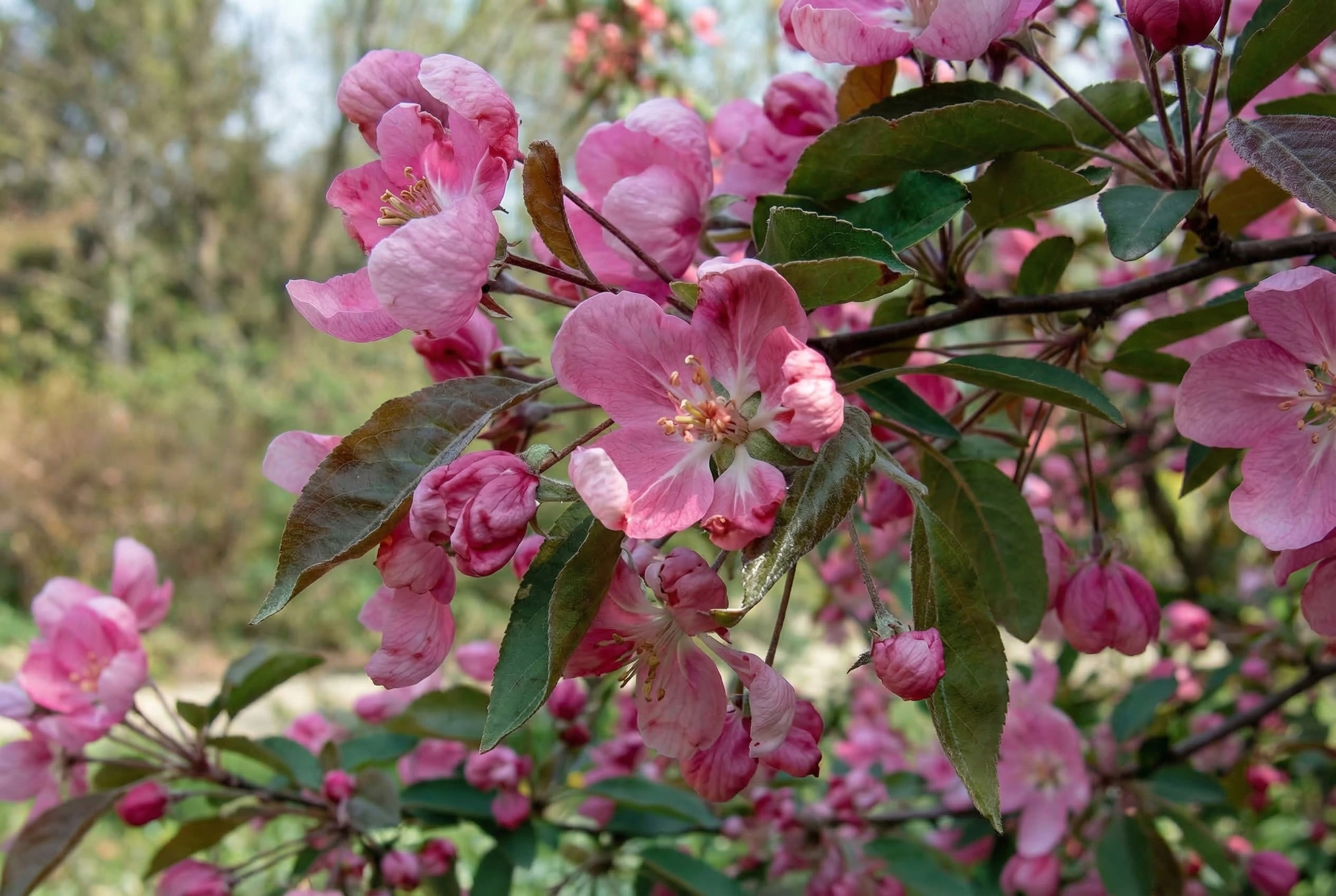 Яблоня декоративная Ола